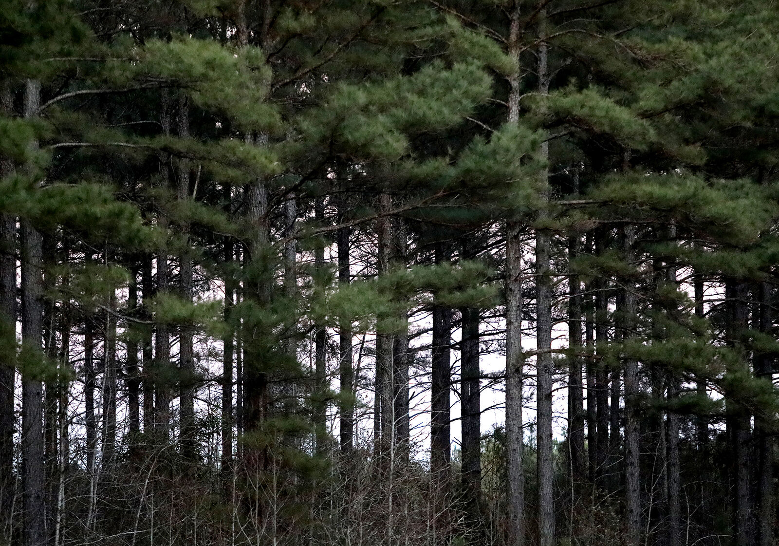 0203 hasty point_JM23.JPG